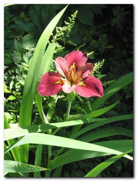 Louisiana iris 