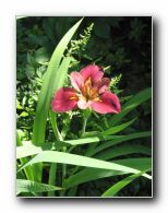 Kliknite za pove�avo slike