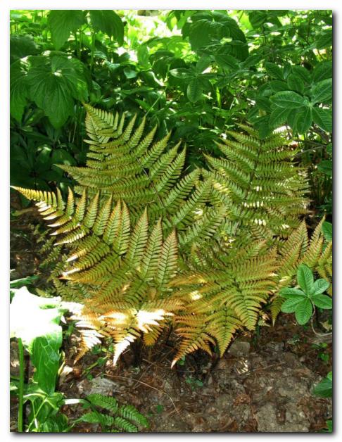 Praprot s filigransko<br>oblikovanimi listi