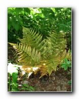 Kliknite za pove�avo slike