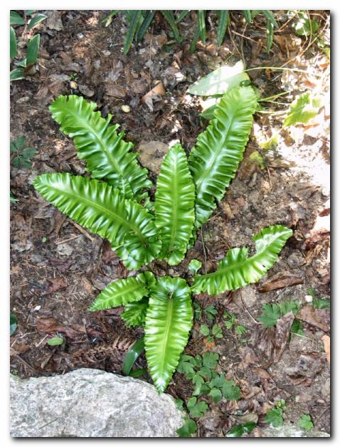 Jelenovka (jelenov jezik)<br>z �ivo zelenimi listi