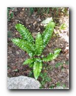 Kliknite za pove�avo slike