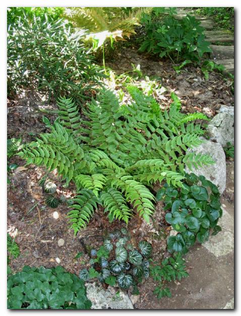 Praprot v sen�nem vrta