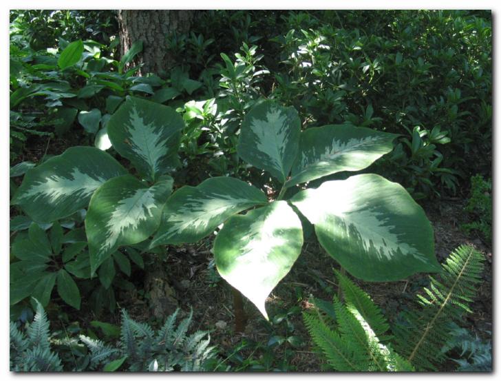 Eksoti�na pisanolistna arisema 