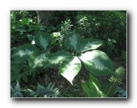 Kliknite za pove�avo slike