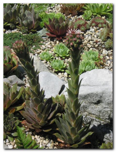 Netreski sredi poletja<br>v bujnem cvetju