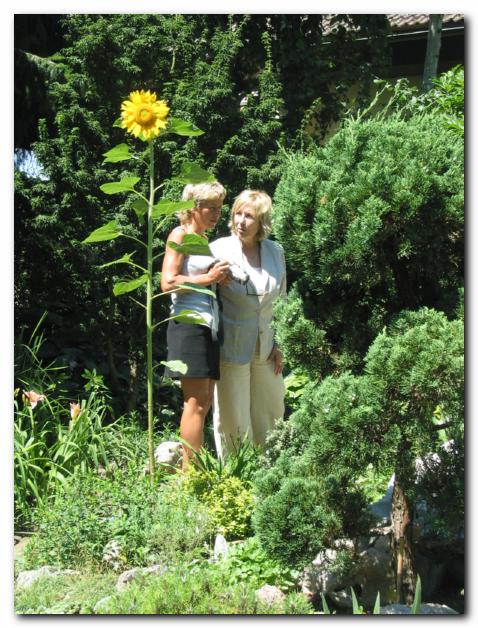 Klepet ob son�nici