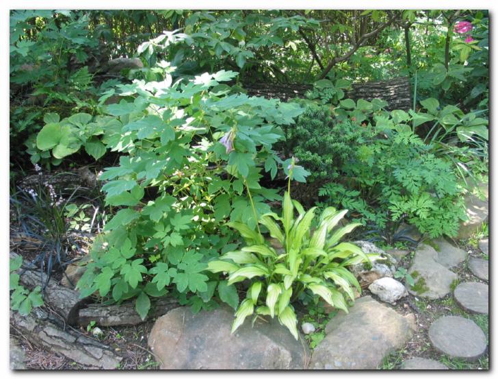 Sen�ni del vrta; <br>spredaj �ivo pisana hosta