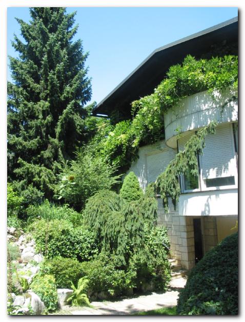 Pobe�ava smreka in glicinija<br> povezujeta vrt s hi�o