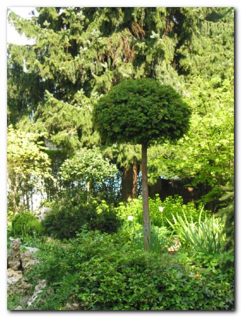 Impozantna, nenavadno<br>oblikovana tisa