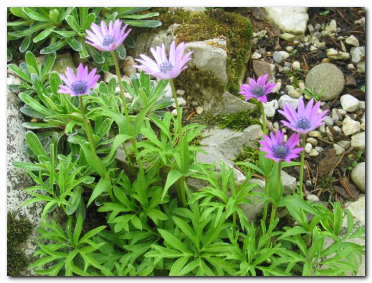 Vetrnice<br>Anemone hortensis