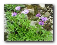 Kliknite za pove�avo slike