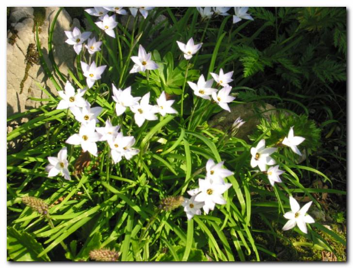 �udovit �opek cveto�ih ifejon 