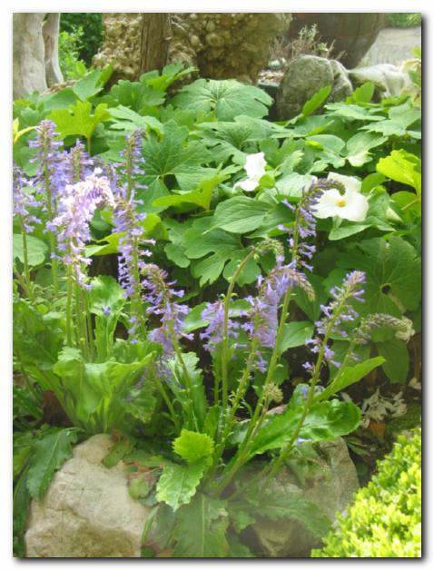 Vulfenija, zadaj trolisti