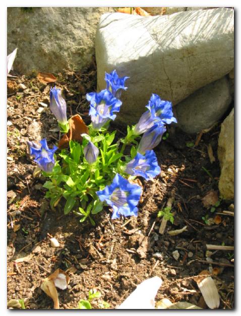 Encijan ima v zavetju<br>skal pravo rasti��e