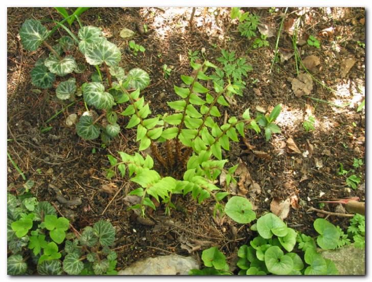 Rastline sen�nega vrta