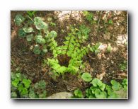 Kliknite za pove�avo slike