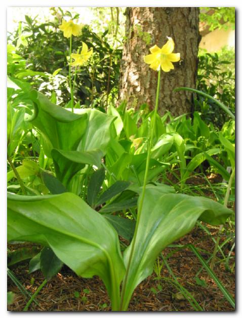 Rumeni pasji zob<br>(Erythronium oregonum 'Pagoda')