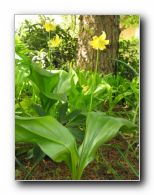 Kliknite za pove�avo slike