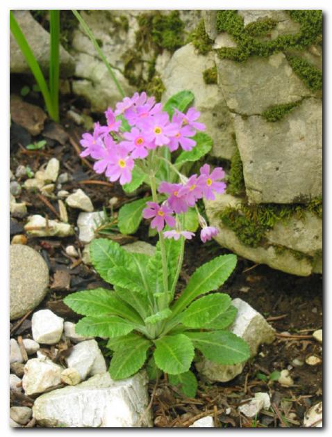 Med drobnimi kamni<br>cveti primula