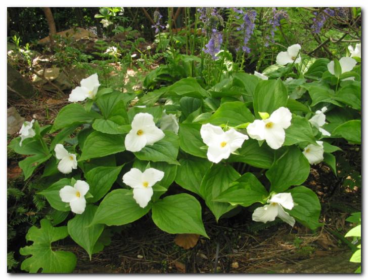 Belo - modra kombinacija:<br> trolistii - vulfenije