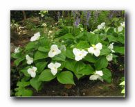 Kliknite za pove�avo slike