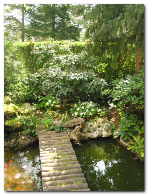 Vodni motiv z odbleskom<br>svetlobe sredi gozda