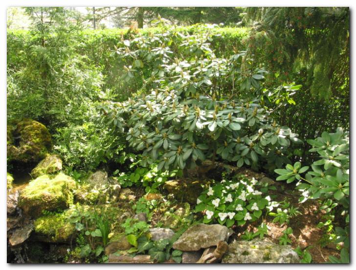 Rododendroni in<br>z mahom pora��ene skale