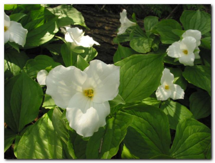 Prekrasni beli<br>ven�ni listi trolistov