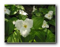 Kliknite za pove�avo slike