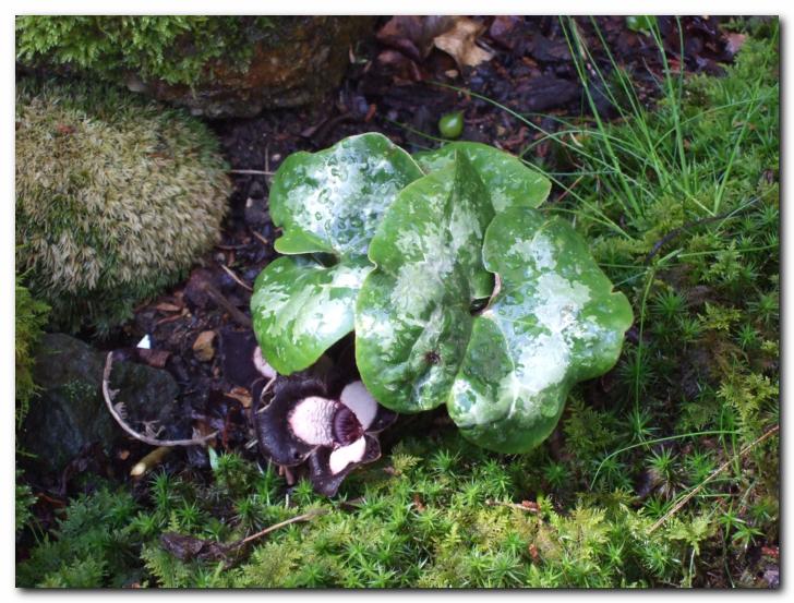 Asarum 'Silver Panda' <br>nenavaden kopitnikov