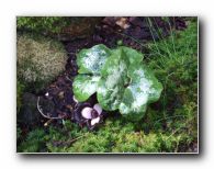 Kliknite za pove�avo slike