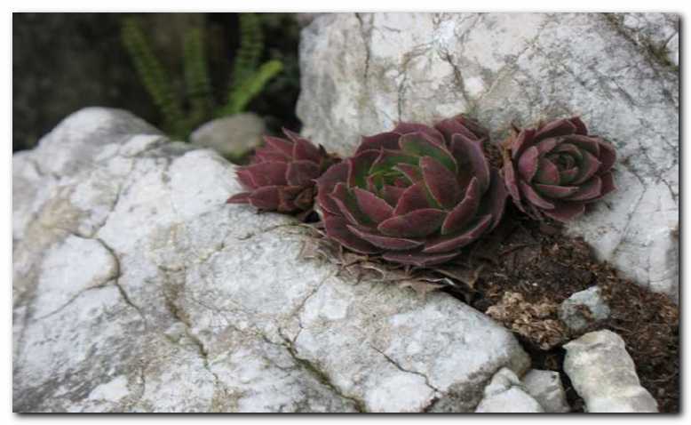 Na� endemit juvanov netresk<br>(Sempervivum juvanii)