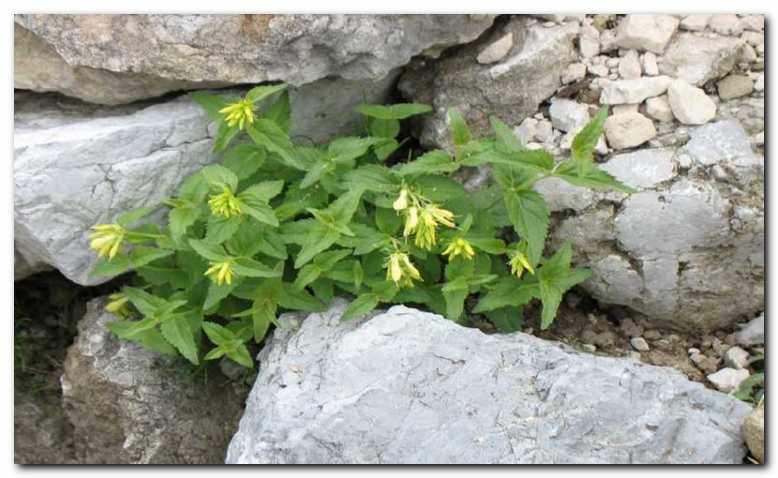 To je pravi �ivljenjski prostor<br> za rumeno milje (Paederota lutea)