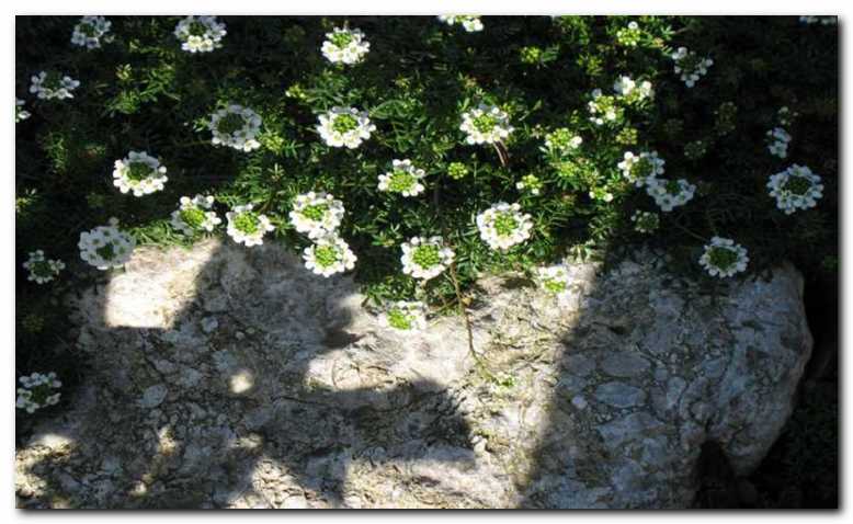 Alpska kre�a (Pritzelago<br>alpina) se k skali lepo poda