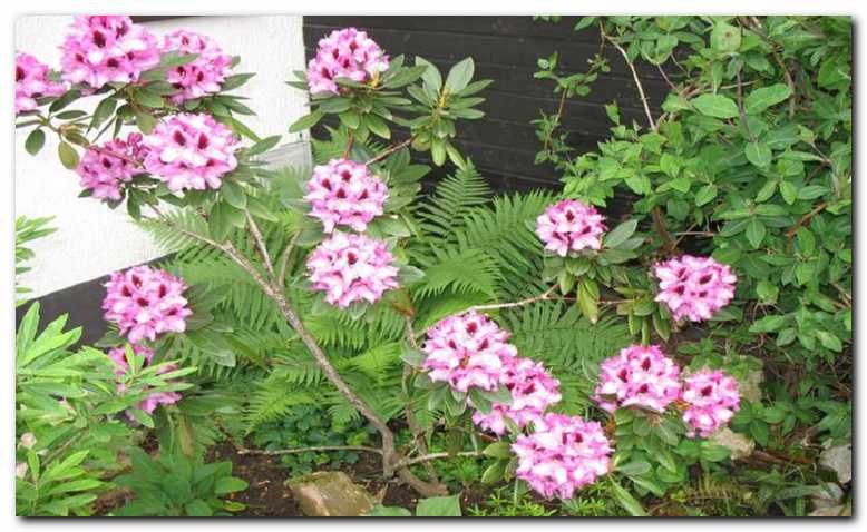 V polsenci na kislih tleh<br>rododendron bujno zacveti