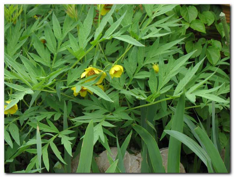 Rumena potonika (Paeonia<br>lutea) je pri�la s Kitajske