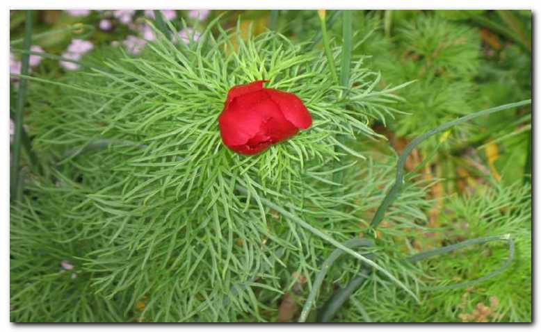 Rde�a potonika<br>(Paeonia tenuifolia)