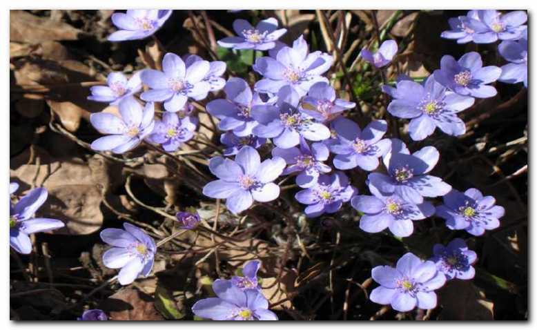Modrina neba - Hepatica nobilis