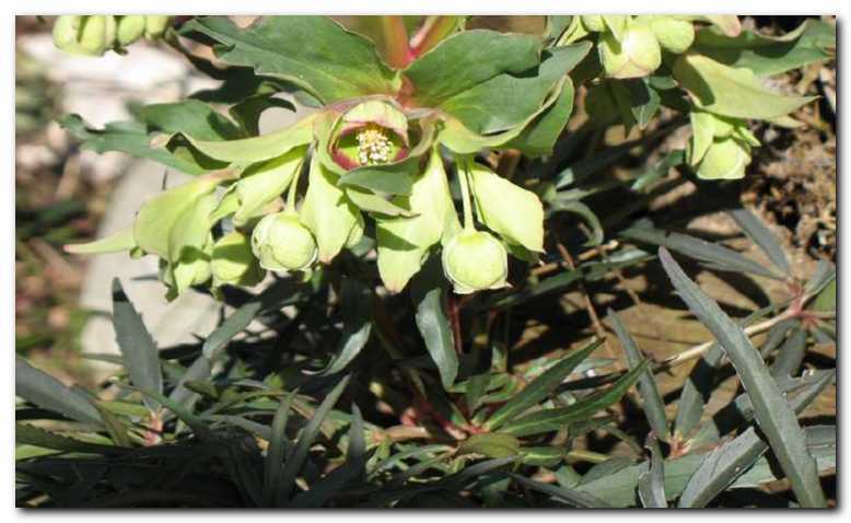 Smrdljivi teloh<br>(Helleborus foetidus)