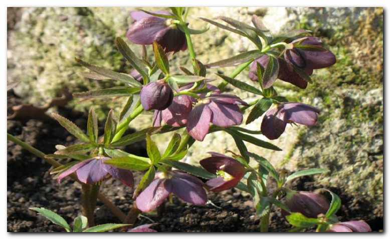 �rno�krlatni teloh<br>(Helleborus atrorubens)