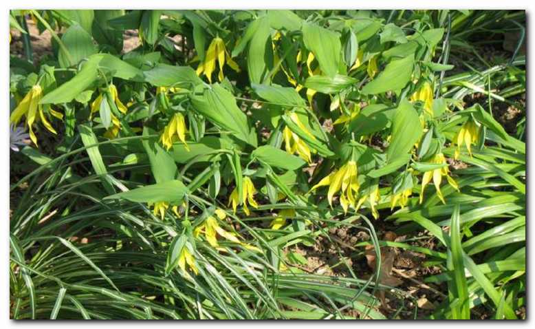 Zvon�asta lilija<br>(Uvularia grandiflora)