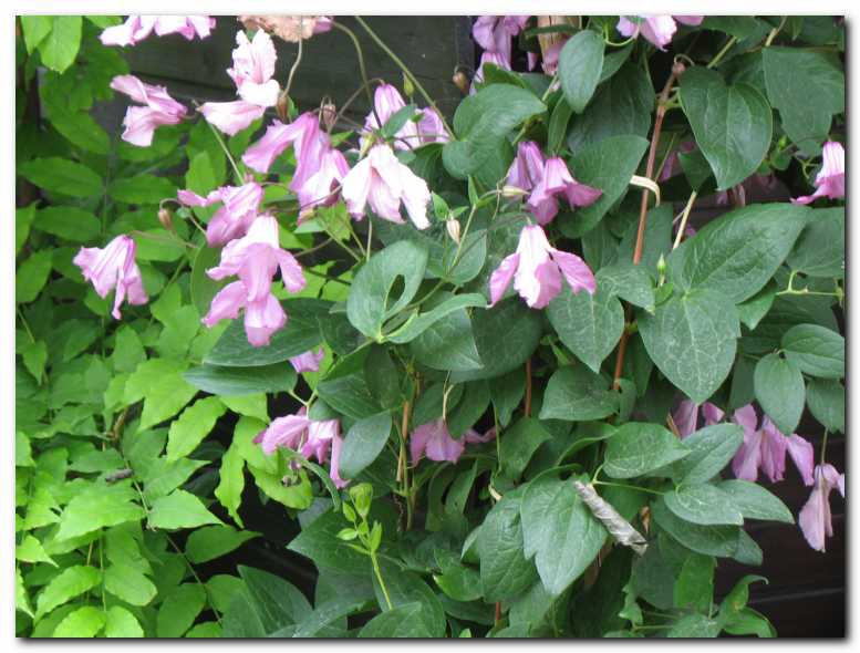 Srobot (Clematis 'Alenushka')<br>z nenavadnimi cvetovi