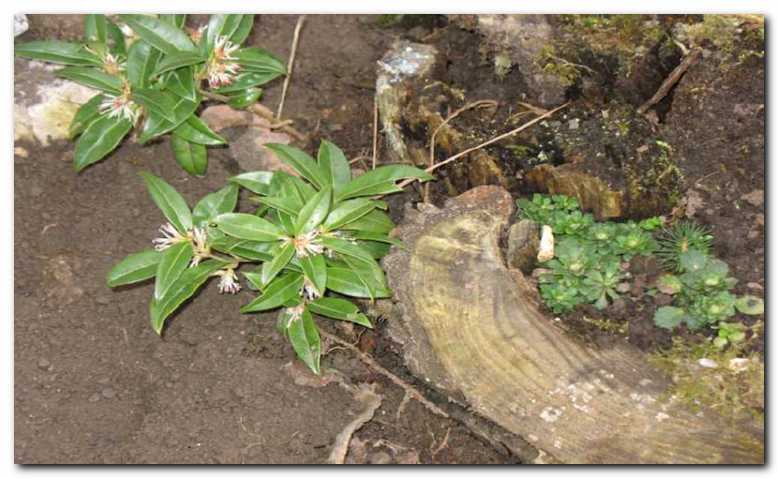 Med �tori cveto�a Sarcococca<br>humilis (pu�panovke)