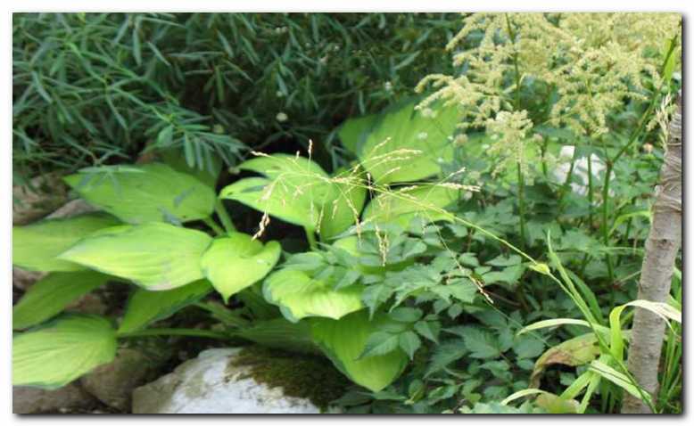 Hosta in kresnice -<br>dobra kombinacija