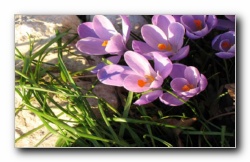 Kliknite za pove�avo slike