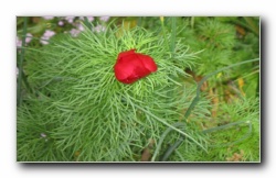 Kliknite za pove�avo slike