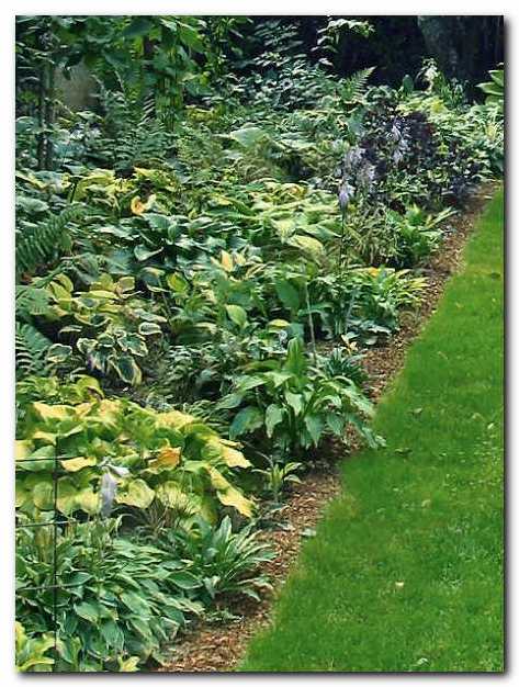 Ve�ja zdru�ba host