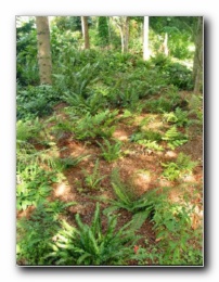 Kliknite za pove�avo slike