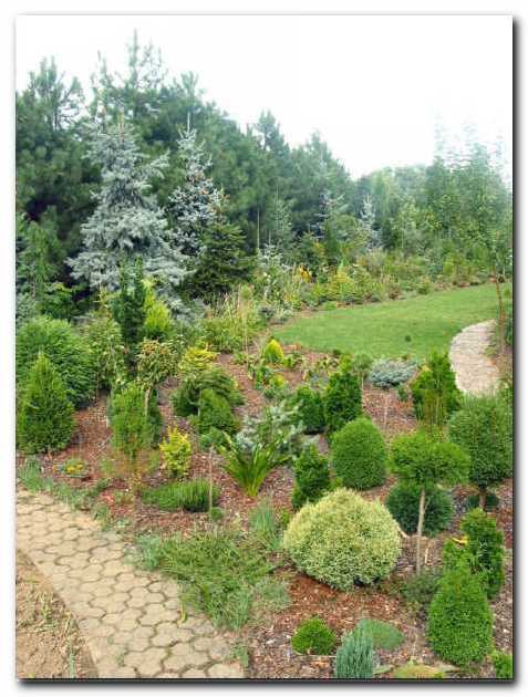 Del nasada miniaturnih iglavcev